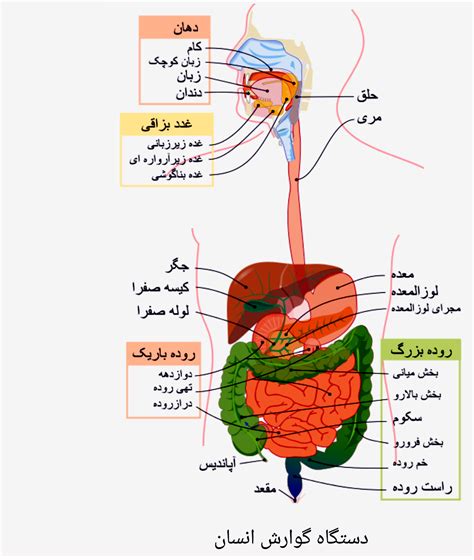 سیستم گوارش انسان - دکتر محمد روشنی - آندوسکوپی معده و کولونوسکوپی