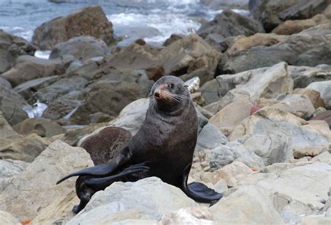 Ohau Point Seal Colony - Off SH1 - Nth of Kaikoura, Kaikoura Region, NZ - 90 travel reviews for ...