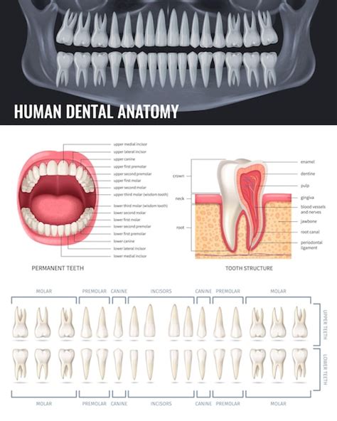 Free Vector | Human teeth realistic anatomy poster with jaw x-ray ...