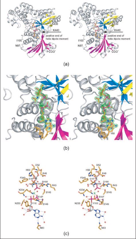 Figure 1 from The Molecular Architecture of Human N-Acetylgalactosamine ...