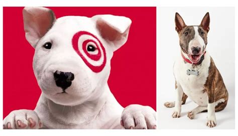 What Breed is the Famous Target Dog Bullseye? - Rocky Kanaka