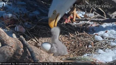 Big Bear Eagles welcome new chick | cbs8.com