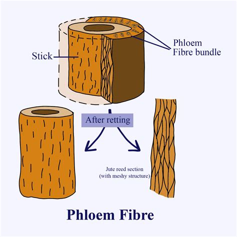 Morphology of economically important jute, flax and hemp is___________.(a) Phloem fibres(b ...