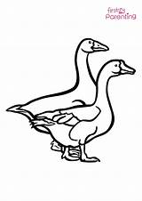 Goose Coloring Pages sketch template