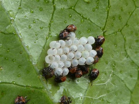 Ladybird larvae hatching from eggs