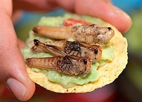 Pin on Edible Insects