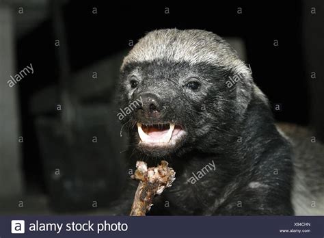 Badger Eating Stock Photos & Badger Eating Stock Images - Alamy