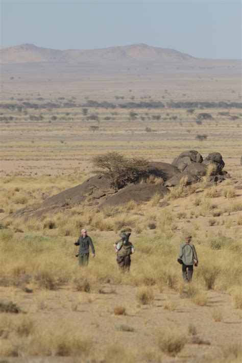 Non-Stop Birding: Western Sahara Landscapes