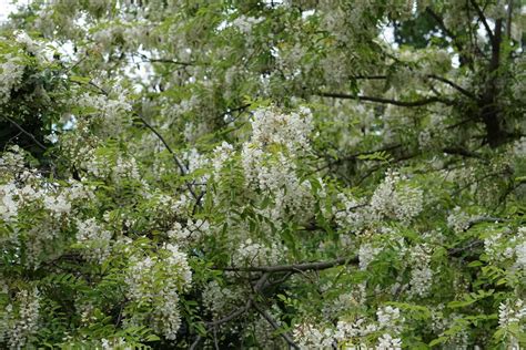 acacia tree flowers 17411493 Stock Photo at Vecteezy