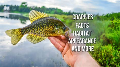 Crappies - facts, appearance, habitat and more - Proto Animal