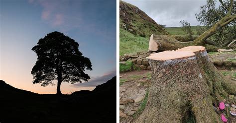 Iconic Sycamore Gap Tree Was Discovered Cut Down