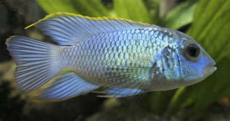 Electric Blue Acara 101: Care, Tank Mates, Breeding...