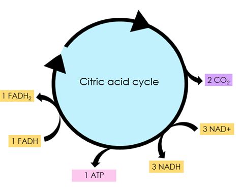 Krebs Cycle (Citric Acid Cycle) — Steps & Diagram - Expii