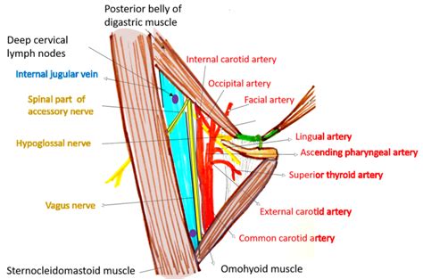 Carotid Triangle , Boundaries and Contents , Anatomy QA