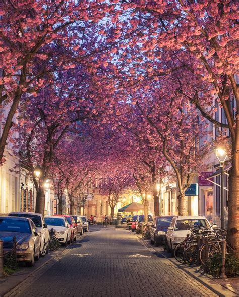 Cherry blossom Street in Bonn, Germany : r/pics