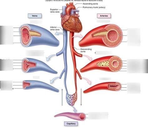 artery/vein cross section practical Diagram | Quizlet