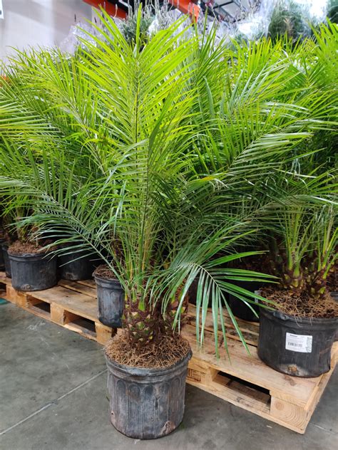 Impulse bought this Pygmy Date Palm (Phoenix Roebelenii) at Costco. It will be the biggest ...