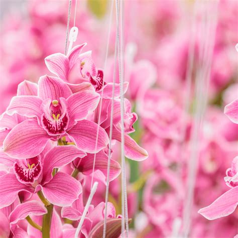 Pink Orchid Meaning and Symbolism: Understanding the Significance