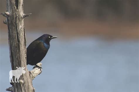 When Do Grackles Migrate? — Forest Wildlife