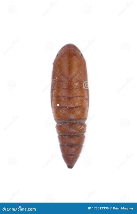 Insect pupa on white stock photo. Image of chestnut - 173512330