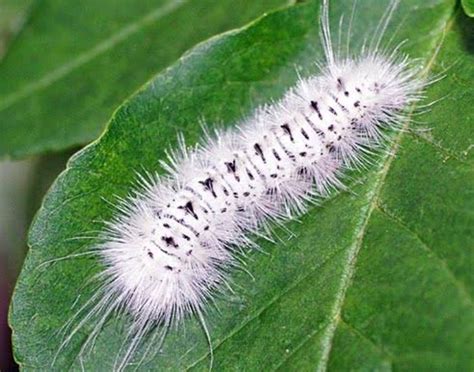 21 Types of White Caterpillars (Including Fuzzy) – Names, Pictures and Identification ...