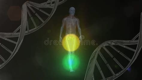 Animation of Dna Strands Over Skeleton Walking Stock Video - Video of walking, global: 262391977