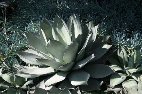 Parry's agave (Agave parryi) - growing guides