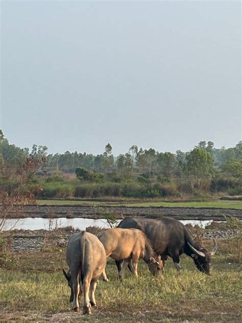 Photo - Domesticated Water Buffalo - Bubalus bubalis - Observation.org