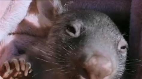 Orphaned baby wombat makes good progress | News UK Video News | Sky News