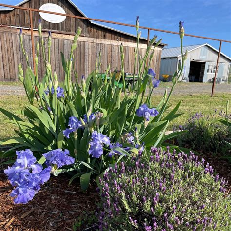 Visit the Valley – Capay Valley Lavender