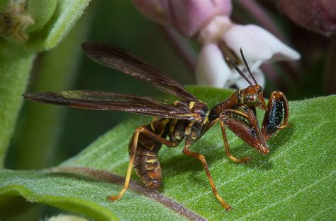 Wasp Mantidfly | The Michigan Nature Guy’s Blog