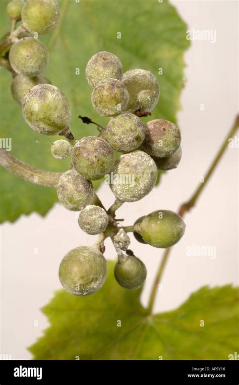 Powdery mildew Uncinula necator infected young grapes Stock Photo - Alamy