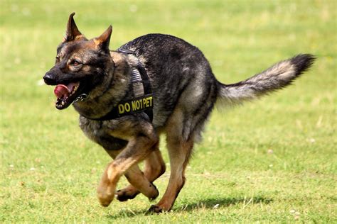 Best Tactical Dog Collar 2018 - Tactical K9 Collars for Every Dog Carry