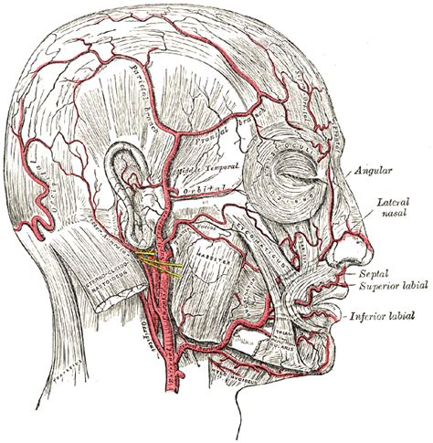 Lateral nasal branch of facial artery - wikidoc