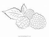 Blackberry Coloring Page sketch template