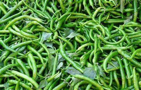 Green Chilli (Hari Mirch in English): Benefits, uses, nutrition facts ...