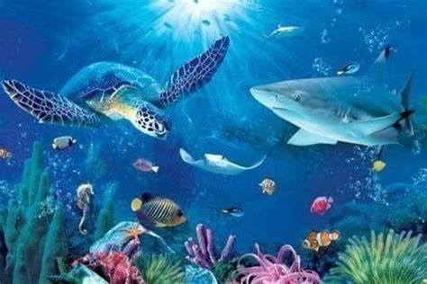 Can You Name All These Sea Animals? | Ocean animals pictures, Under the ...