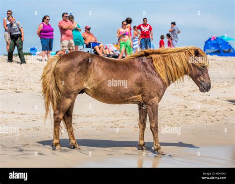 A Wild pony, horse, of Assateague Island, Maryland, USA on the beach. There are people on the ...