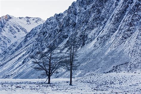 Photography of Snow Leopards in Mongolia’s Wild West