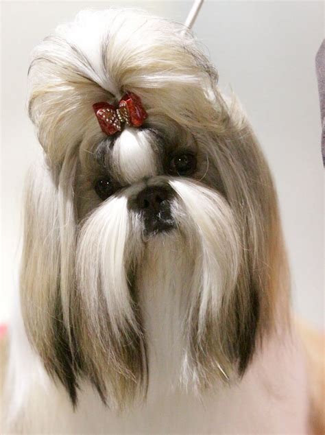 17 Best images about Shih Tzu on Pinterest | Puppys, Eyelashes and ...