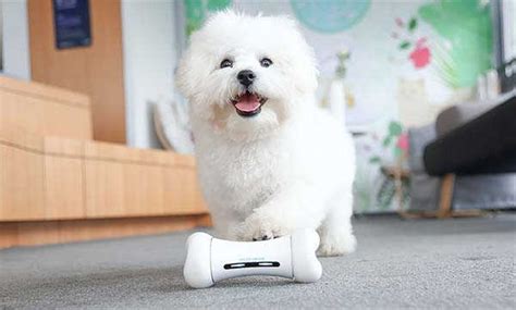 Wickedbone Smart Interactive Dog Toy | Gadgetsin