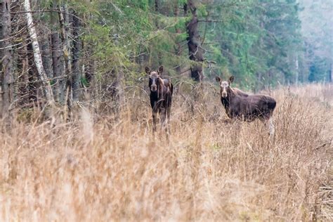 Wildlife Watching - Capture Estonia Nature and Photography Tours