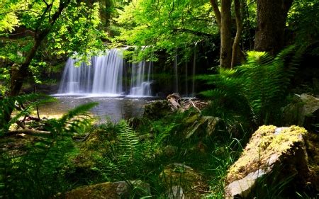 Hidden forest waterfall - Waterfalls & Nature Background Wallpapers on ...