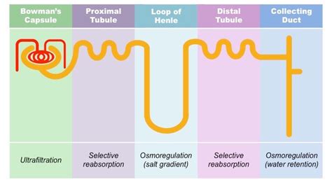 Nephron Diagram And Function