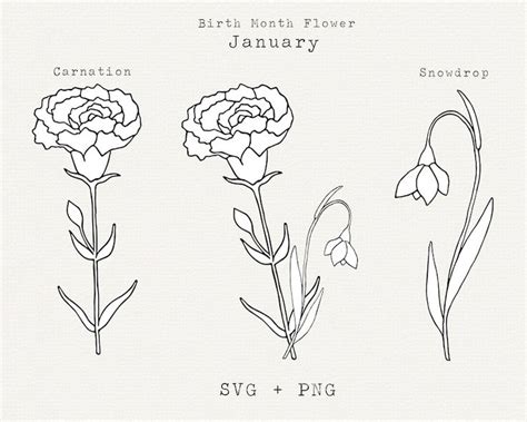 Carnation Flower SVG, Snowdrop Flower SVG, January Birth Month Flowers ...