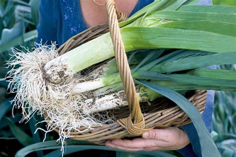 How to Grow Leeks from Seed - BBC Gardeners World Magazine