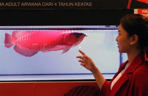 Deretan Keunikan Ikan Arwana Super Red | Jabar News