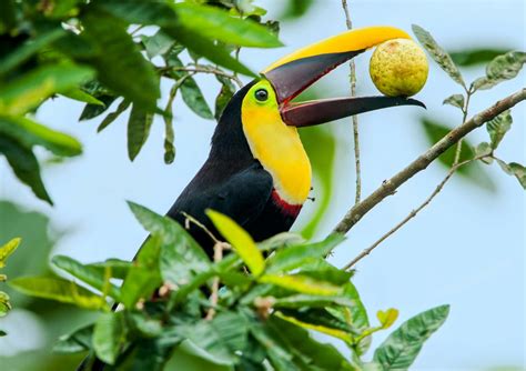 13 Toucan Facts for Kids to Ignite Their Curiosity – Facts For Kids