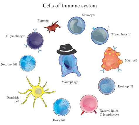 Immune System Cells And Functions