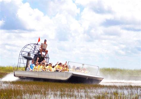 Visit the Everglades, Everglades alligators